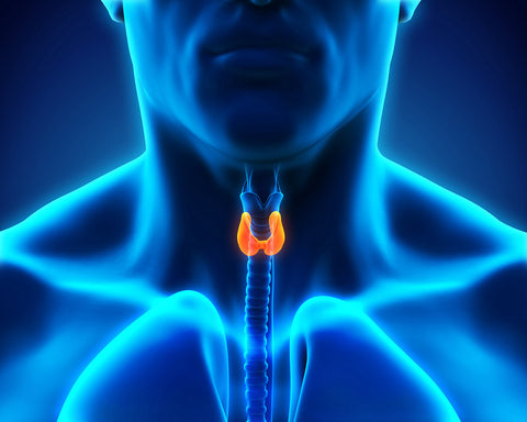 Thyroid Panel and HTMA Consult